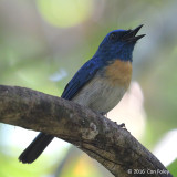 Flycatcher, Malaysian Blue (male)