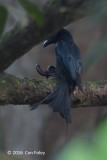 Drongo, Greater Racket-tailed