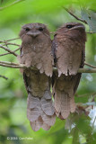 Frogmouth, Large