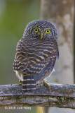 Owlet, Collared @ Bach Ma