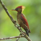 Woodpecker, Crimson-winged (male)