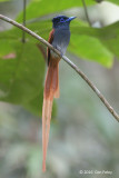 Flycatcher, Blyth's Paradise (male)