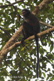 Langur, Banded