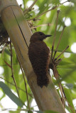 Woodpecker, Rufous (female) @ The Gap