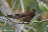 Dove, Little Cuckoo (female) @ New Road