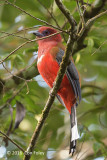 Trogon, Red-headed (male) @ Telecom Loop