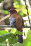 Trogon, Red-headed (male) @ Telecom Loop