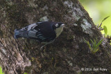 Nuthatch, Blue @ Jalan Richmond