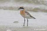 Plover, Lesser Sand @ Seletar