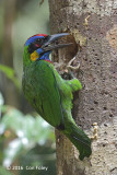 Barbet, Red-crowned