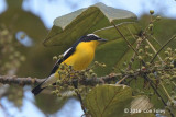 Flycatcher, Yellow-rumped (male)