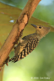 Woodpecker, Buff-rumped (female)