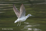 Greenshank, Common @ SBWR