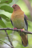 Pigeon, Cinnamon-headed Green (male) @ Ubin