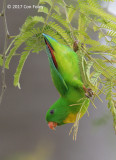 Parrot, Yellow-throated Hanging @ Bali Barat