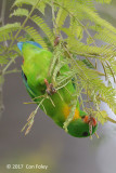 Parrot, Yellow-throated Hanging @ Bali Barat