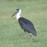 Stork, Woolly-necked