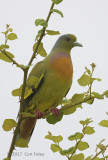 Pigeon, Orange-breasted Green
