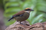 Pitta, Javan Banded (fem) @ Bali Barat