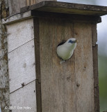 Starling, Bali (fem - nest box) @ Bali Barat