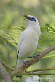 Starling, Bali (male) @ Bali Barat