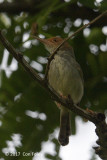 Tailorbird, Olive-backed @ Bali Barat