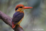 Kingfisher, Black-backed @ SBG