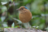 Pitta, Blue-naped (male) @ Tam Dao