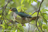 Dove, Jambu Fruit (juvenile) @ Chinese Gardens