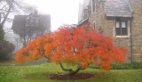 Late fall at the College of New Rochelle