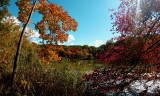 Oakland Lake Park in Queens, New York City