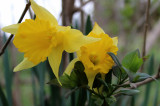 1st Flowers 1.jpg