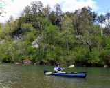 Bryant Creek Dogwoods.jpg