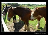 Clydesdale Horses, Beamish Living Museum