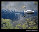 Shugborough Estate #43