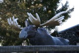 Moose Ornament