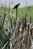 Birdie to the Right ~ Sitting on Cattail
