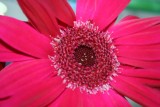 Inside the Pink Flower...