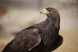 Golden Eagle