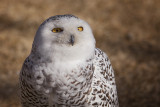 Blanca the Snowy Owl