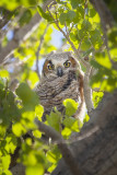 Baby Owl 