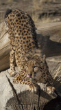 Cheetah Stretch