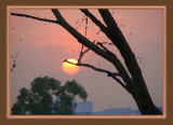 tree with sunset.jpg