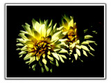 Dahlia.jpg