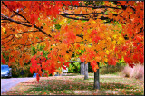 DSC_1603_1.jpg