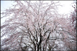 DSC_1091_1.jpg