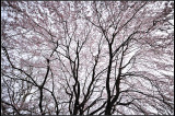 DSC_1093_1.jpg