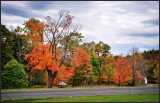DSC_2601_1.jpg