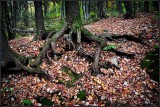 DSC_2681_1.jpg