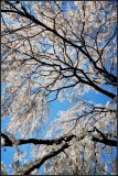 DSC_6409_1.jpg